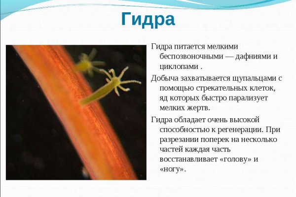 Kraken13 at сайт