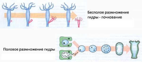Kraken 13 at сайт